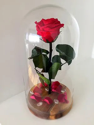 Вечная роза в колбе | Цветок роза под стеклом большая красная: продажа,  цена в Вишнёвом. Оригинальные подарки от \"Интернет-магазин \"Like\"\" -  1359701846