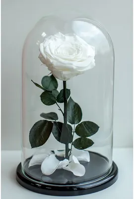 Роза в колбе - стабилизированные цветы - Подарок для женщины на 8 марта