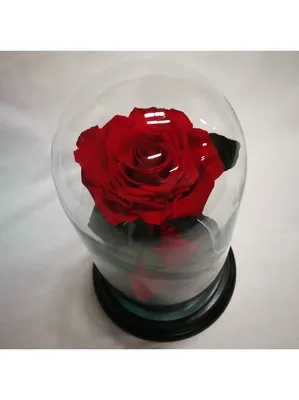 Роза в колбе S, Розовая (20 см выс. / 12,5 см шир.) цена | 220.lv