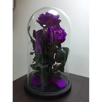 Что символизирует роза в стеклянной колбе | Семицветик | Дзен