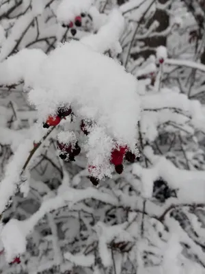 Розы в снегу | ArtBUP – международная платформа для живописи