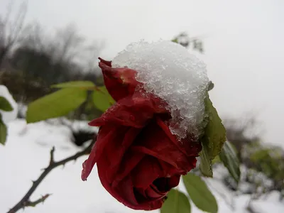 Розы на снегу - Интернет-магазин цветов и подарков \"Rose Queen\"
