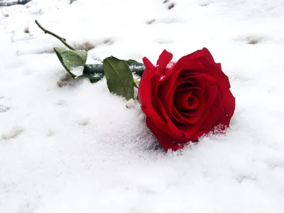 роза на снегу... :: Андрей Гр – Социальная сеть ФотоКто