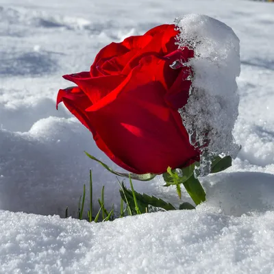 Красная роза под снегом стоковое изображение. изображение насчитывающей  холодно - 112115363