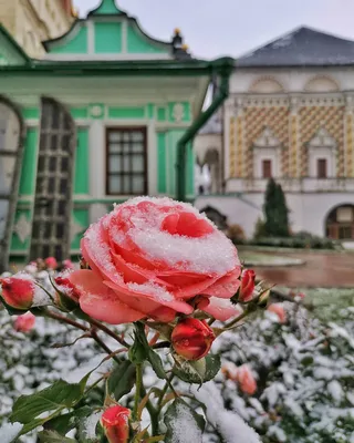 розы на снегу - онлайн-пазл