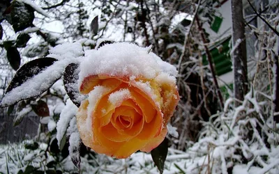 Роза в снегу — Фото №131887