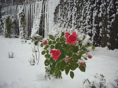 Фото: Роза в снегу. Фотолюбитель Елена29180. Природа. Фотосайт Расфокус.ру