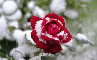 Розы на морозе - 73 фото