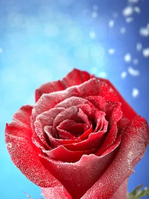 Пазл желтая роза в снегу - разгадать онлайн из раздела \"Цветы\" бесплатно