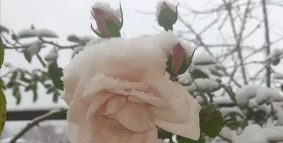 Красивые розы в снегу открытки (37 фото) » Уникальные и креативные картинки  для различных целей - Pohod.club
