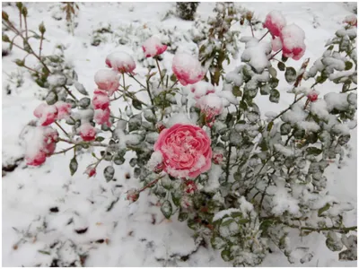 Красная роза под снегом стоковое фото. изображение насчитывающей поднял -  96891168