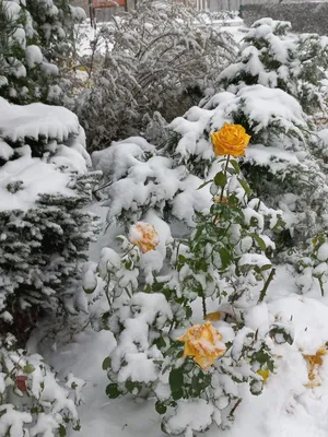 Неоновые цветы - Наша бархатная красная роза 🌹 с имитацией снега, как и  обещали 😊 Многим известно, что цветы нужно держать в прохладном месте, но  не в холоде❄️ Потому, розы припорошенные снегом -