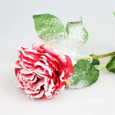 Жемчужно-снежные розы | Фотограф Алеся Пушнякова | Фото № 33662