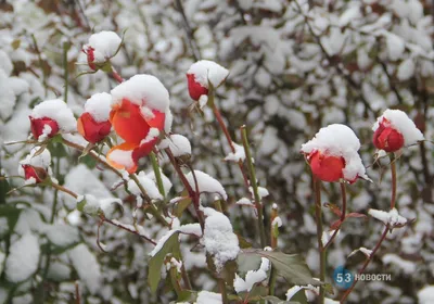 Красная роза в снегу на синем фоне | Премиум Фото