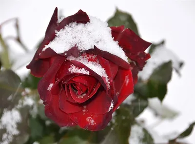 пасьянс белая роза на снегу Фото Фон И картинка для бесплатной загрузки -  Pngtree