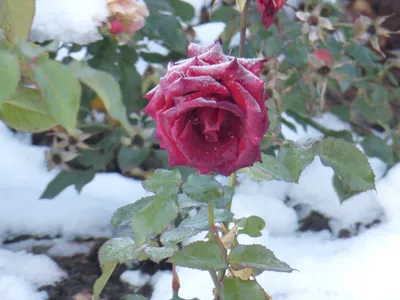 Красная Розовая Роза Снегу стоковое фото ©YAYImages 263010428