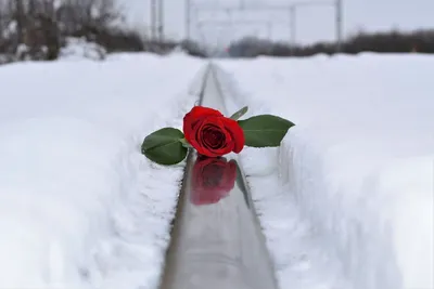 Роза в снегу | Записки многогранного диспетчера | Дзен