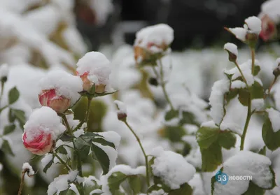 Снежные розы.... Мой сад. Москва. Фотограф akmal