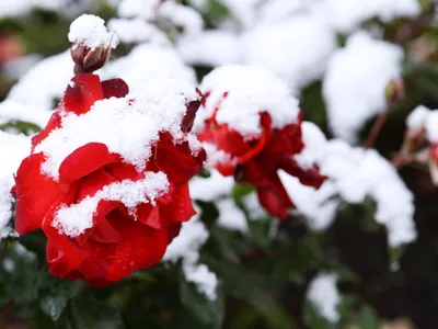 Если розы засыпало снегом в ноябре – что делать, как спасать цветы?