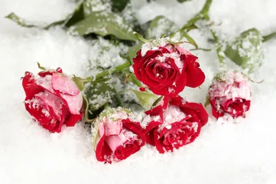 Розы под снегом | Пикабу