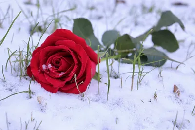 Искусственный цветок Роза со снегом, 60 см, W35-28 купить по цене 140,00  руб.