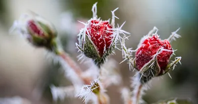 Яблоки и розы под снегом. Фоторепортаж - 53 Новости