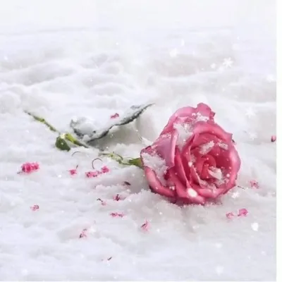 Красная роза на снегу (52 фото) - 52 фото