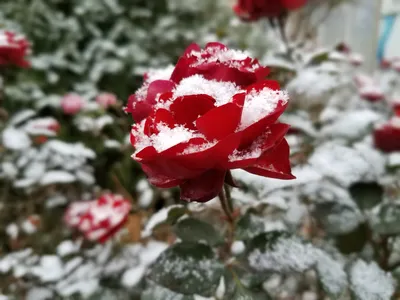 Роза под снегом в формате jpg для скачивания
