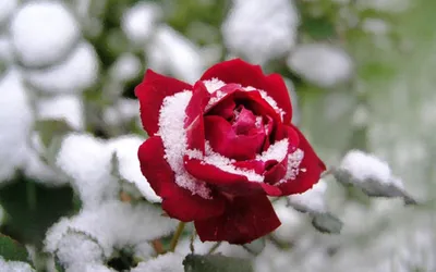 Фон с розой под снегом в формате webp