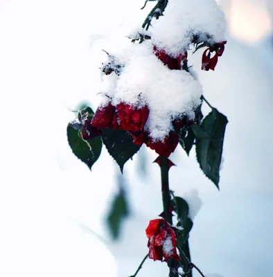 Фото розы под снегом в разных размерах