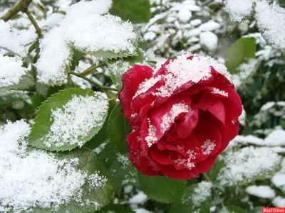 Роза под снегом: красивые обои для рабочего стола