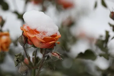 Изображение розы под снегом на белом фоне