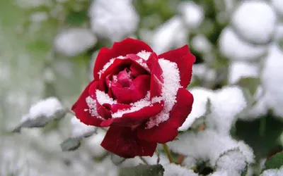 Роза под снегом: фотографии в высоком качестве
