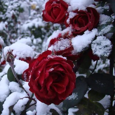 Фото розы под снегом в хорошем качестве