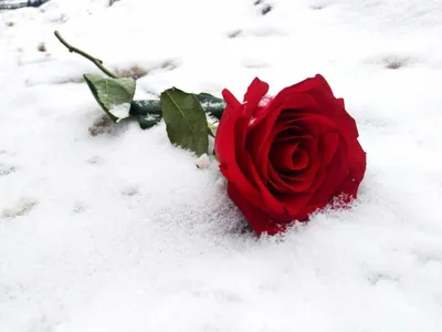 Роза под снегом: бесплатные изображения для скачивания