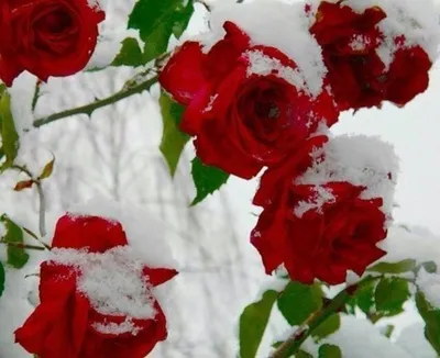 Картинки розы под снегом в различных форматах