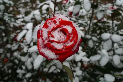 Роза под снегом: загадочная красота природы