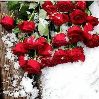 Роза под снегом: фото, чтобы передать зимнее настроение
