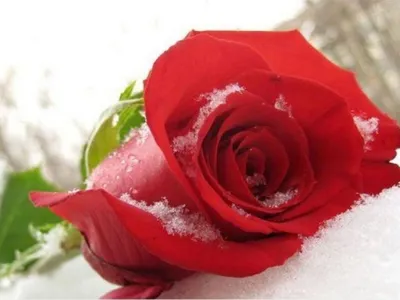 Фото розы под снегом: красота зимы в одном кадре