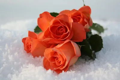 Роза под снегом: элегантное сочетание зимы и природы