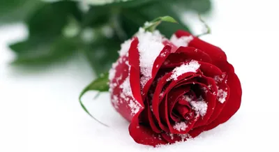 Фото розы под снегом: натуральная красота на вашем экране