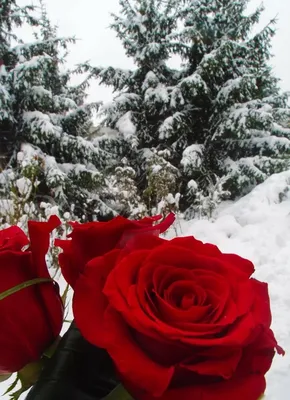 Роза под снегом: прекрасное сочетание зимы и любви
