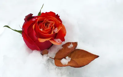 Изображение розы, покрытой пушистыми снежинками