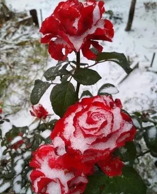 Роза под снегом на фоне заснеженного пейзажа