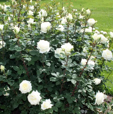 Роза ЧГ Поларштерн Polarstern Полярная Звезда | Rose, Flowers, Plants