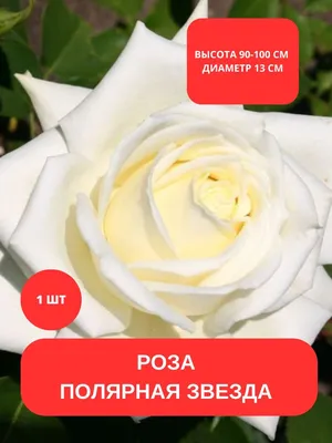 Роза Эквадор POLAR STAR 40-50см | Купить розы в Челябинске