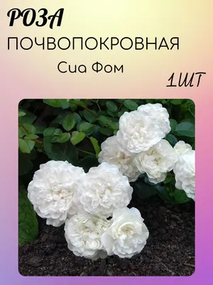 Откуда произошли декоративные розы, история и строение роз