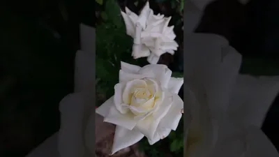 101 Белая роза - Narciso Flowers