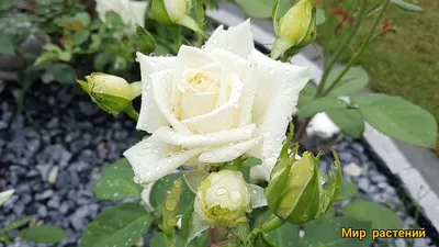 Роза полярная звезда фото фотографии