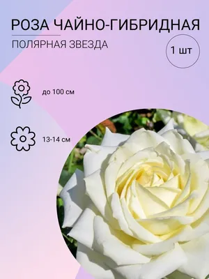 Розы в саду: схемы посадки, правила ухода, ошибки при выращивании |  Компания «Большая земля»